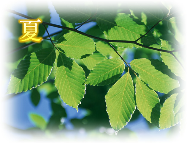 夏