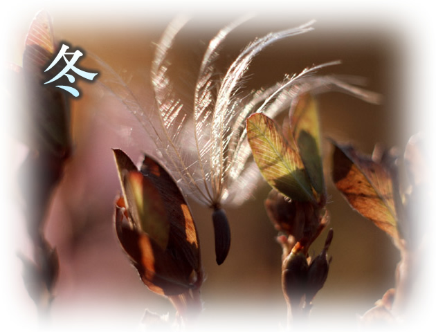 冬