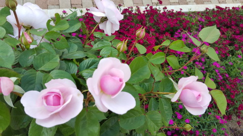 薔薇が満開ですよ〜(⋈◍>◡<◍)。✧♡