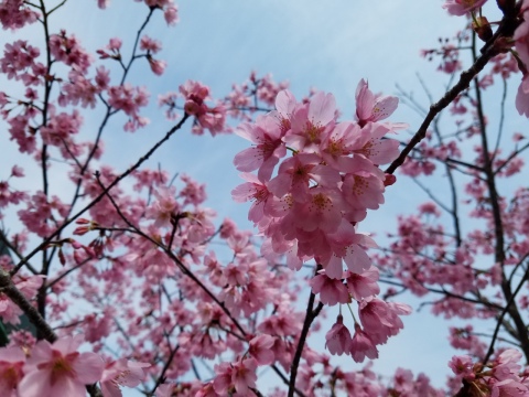 樹木葬『桜』開花(⋈◍>◡<◍)。✧♡