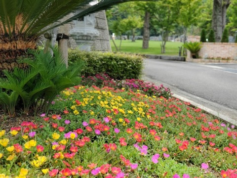 🌴お花が太陽にむかって(*^-^*)