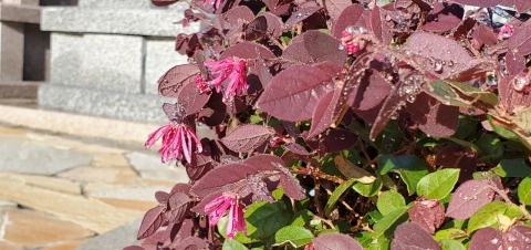 四季のお花満開(*^-^*)