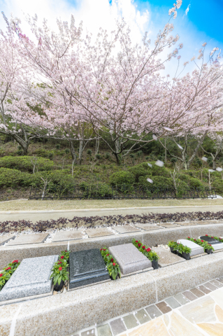 樹木葬『桜』どうですか?(#^^#)