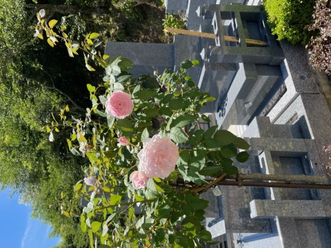 ���󥰥�å��������(⋈◍��◡��◍)��✧♡