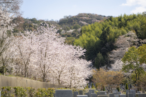 ����κ���🌸