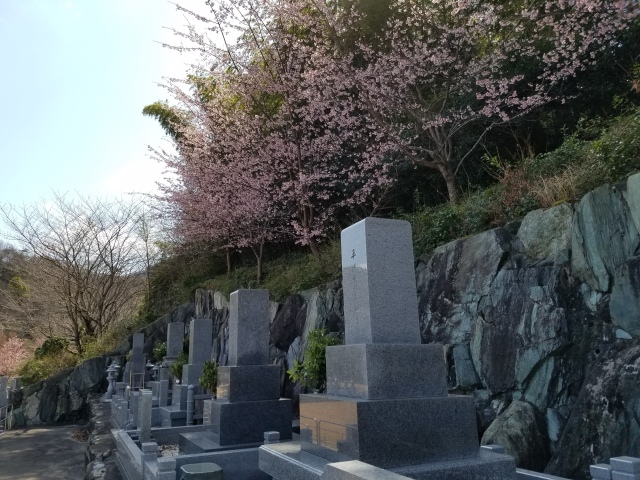 彼岸桜は必ず彼岸に満開になります私達もご先祖様への感謝を忘れずに