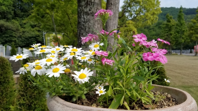 お花は苑を華やかにしてくれます(*^-^*)