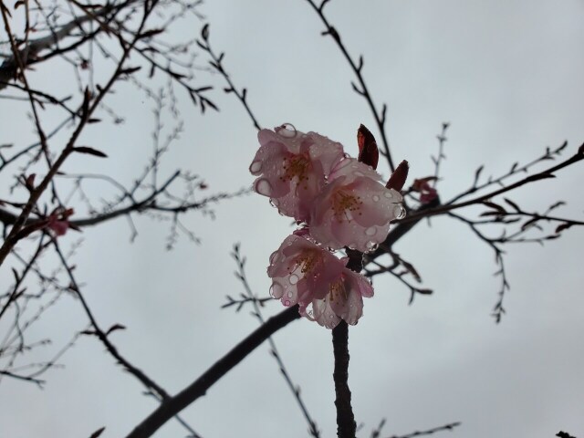 樹木葬『桜』開花していますよ(⋈◍>◡<◍)。✧♡
