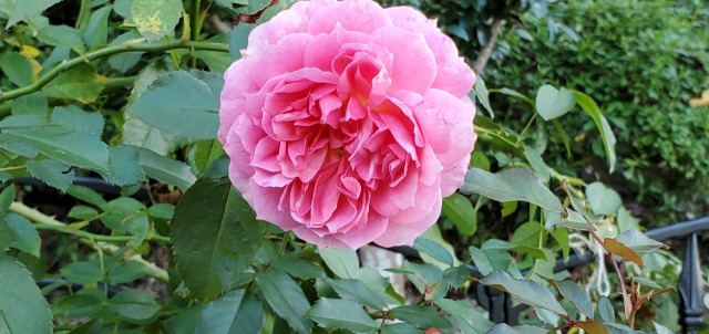 プレミアムガーデン🌹が満開(^^)/