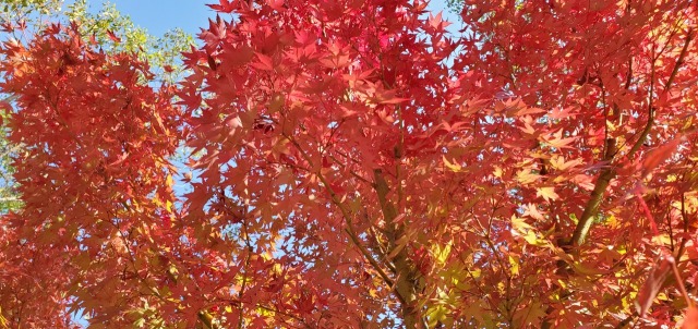 ��ߤ������ι���🍂(^^��
