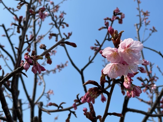 大好評(^^)/樹木葬『桜』