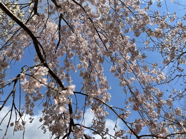 �����Τ������🌸(*^-^*)