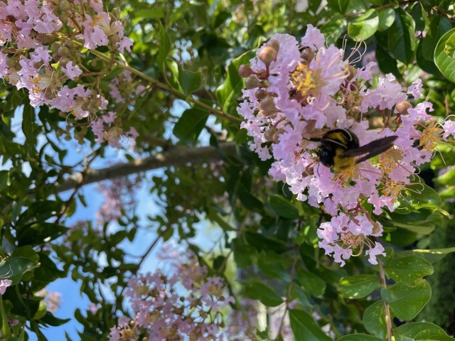 大忙しの蜂達です(*^-^*)