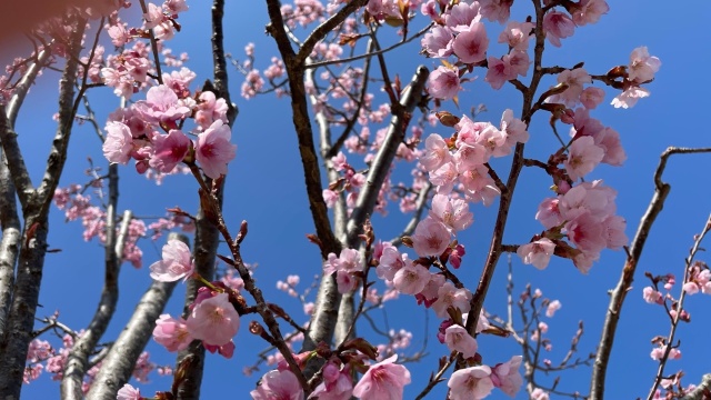 蜂須賀「桜」(⋈◍>◡<◍)。✧♡
