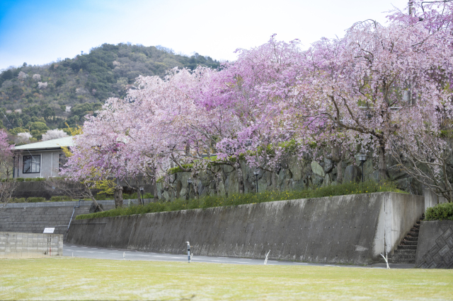 🌸��������ڤ�������ۤǤ�(*^-^*)