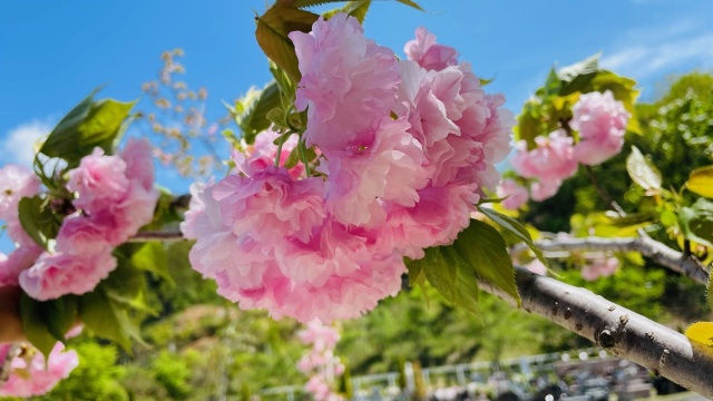 大好評(^^)/樹木葬『桜』手毬さくら(⋈◍>◡<◍)。✧♡