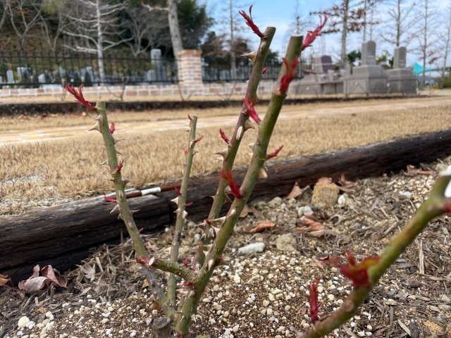🌹今年のバラ苗です(^^)/元気ですよ