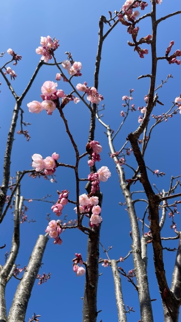 ˪�ܲ�ֺ���(⋈◍��◡��◍)��✧♡