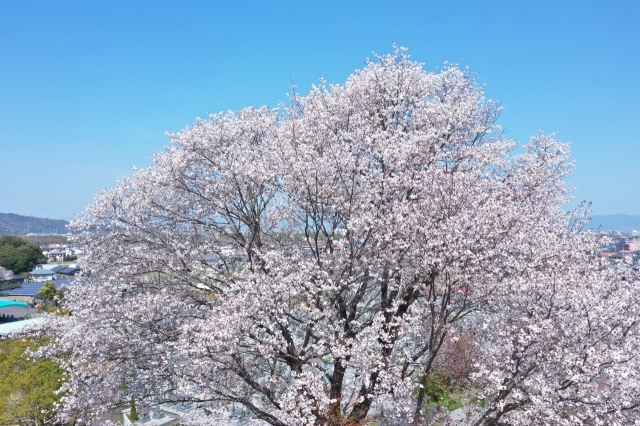 ������绳��🌸(*^-^*)