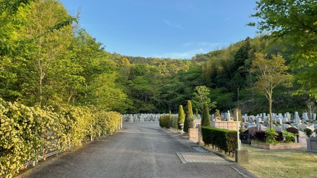 参道沿いが満開のバラです💛