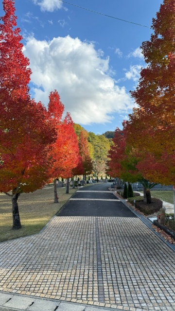 紅葉の街路樹(^^)/