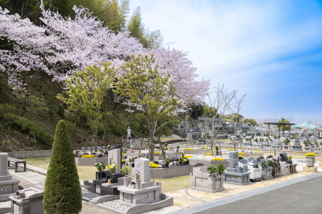永代供養墓『樹木葬』桜への参道(⋈◍>◡<◍)。✧♡