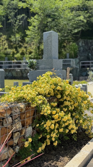 シャングリラ区(^^)/