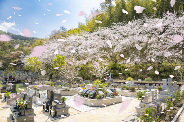 永代供養墓『樹木葬』桜への参道(⋈◍>◡<◍)。✧♡