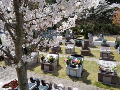 当苑1番人気(^^)/『なごみ』🌸🌸🌸