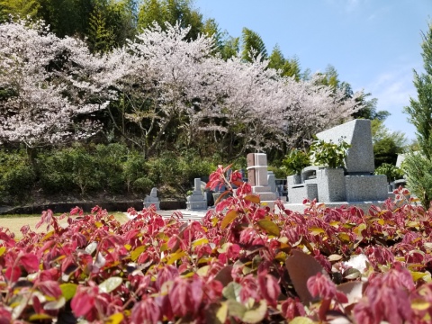 ���Хꥢ�ե꡼���֤ζ�Ǥ�(^^)/