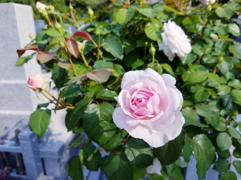 �ե롼�륨�ꥢ�Ǥ�❣