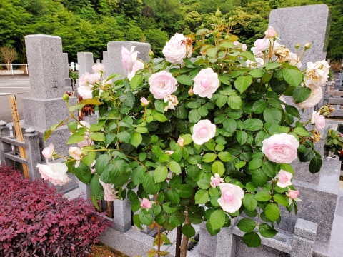 David Austin Rose(⋈◍��◡��◍)��✧♡