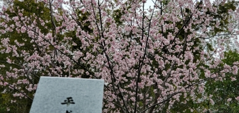 🌸🌸🌸🌸🌸