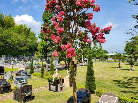 当苑1番人気プレミアムガーデン🌸🌸🌸🌸🌸🌸🌸🌸