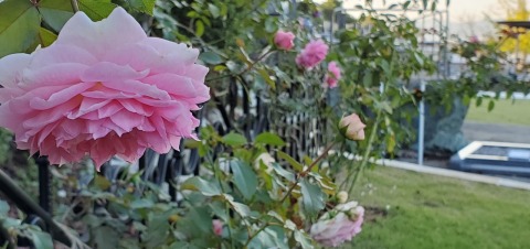大好評❣樹木葬「桜」