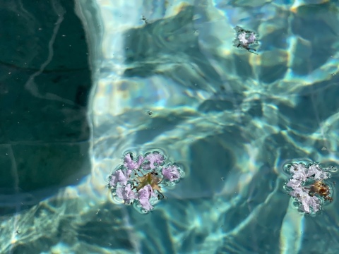 噴水に浮かぶ花びら(*^-^*)