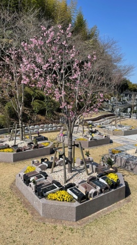 大好評❣樹木葬「桜」