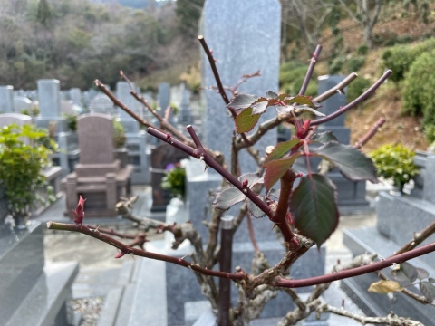 オリビエオースティン🌹冬剪定して元気ですね〜