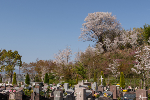 永代供養区画の大山桜🌸