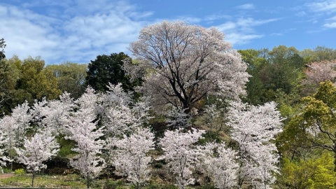 �⤦🌸���Ǥ���(^^)/