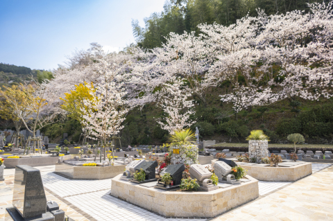 �Х�餯������Ǥ�������🌸�Ǥ�(^^)/🌸