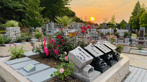 バラ咲く樹木葬(^^)/サンセット