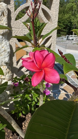 プルメリア満開です(*^^*)
