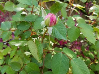 ������ؤۤۤ��ߡ٥Х�˰Ϥޤ����꤬�ɤ�ɤ�Х餬�餯����(^^)/