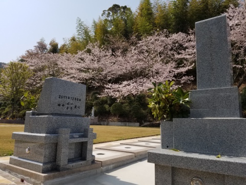 バリアフリーで桜満開のこのロケーションなんと1区画20万円より(^^)/