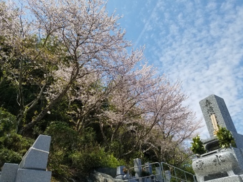 ���夬�����Υ��ᥤ�襷�κ�