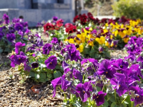 �ե롼�����Τ���