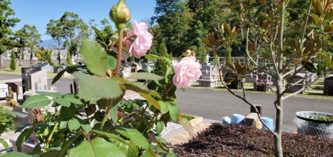 フルールエリアではバラも咲き始めました🌹