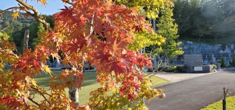 もみじの紅葉はじまっています(*^-^*)