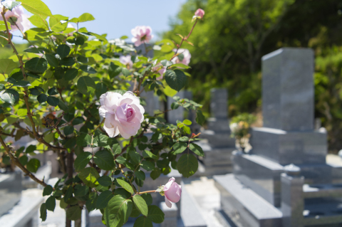Austin Rose🌹�ե롼��